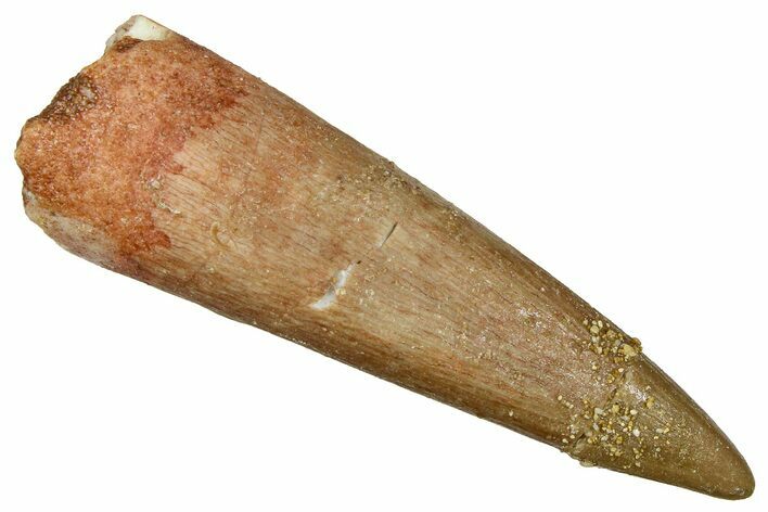 Fossil Plesiosaur (Zarafasaura) Tooth - Morocco #369961